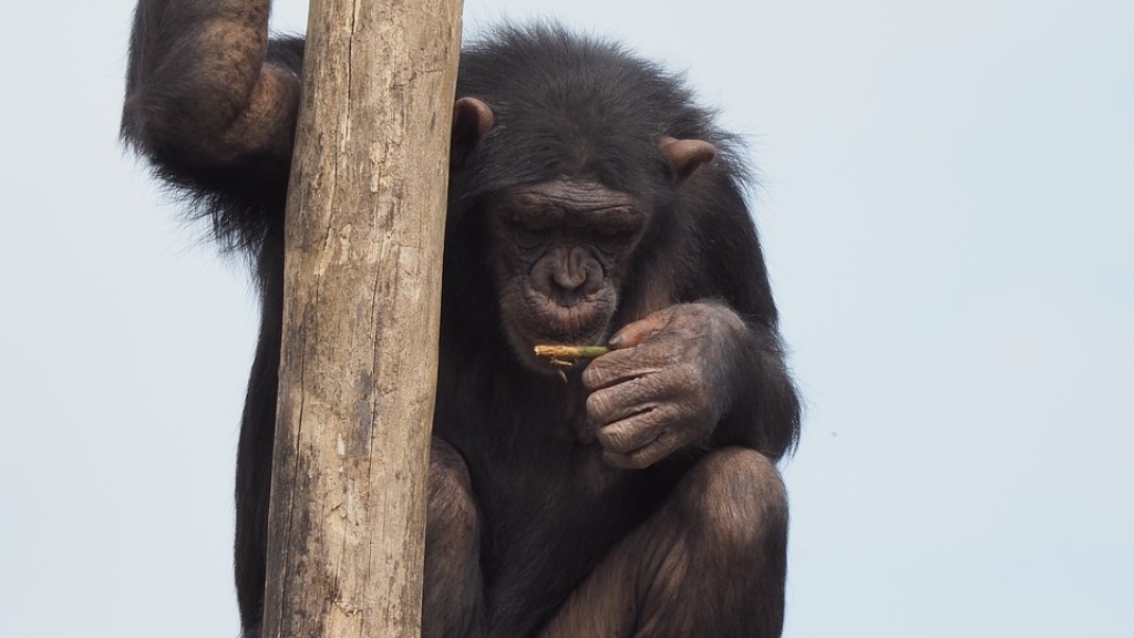 Paano Gumawa ng Chimpanzee Mula sa Clay