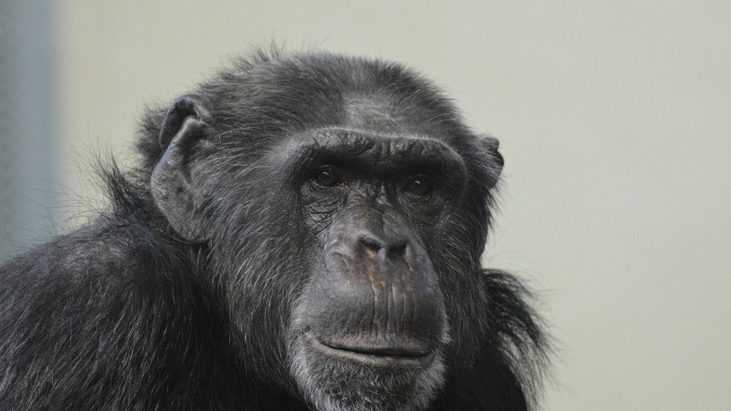 May Chimpanzee Dna ba ang Tao