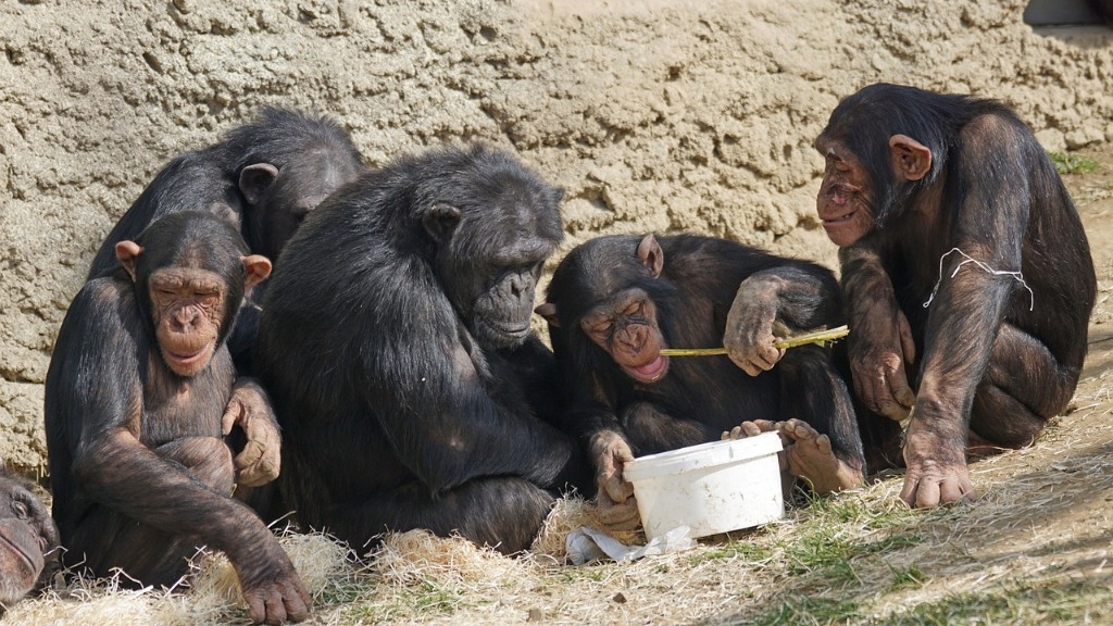 Paano Kumakain ang Chimpanzee ng Saging