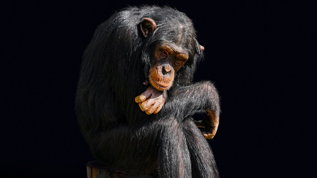 Saang Pamilya Ang Orangutan