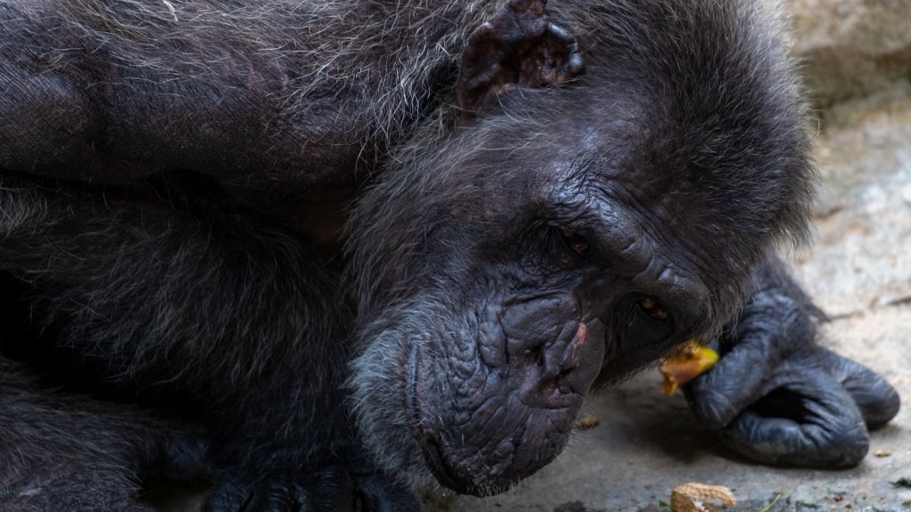 Ang Chimpanzee ay Agresibo