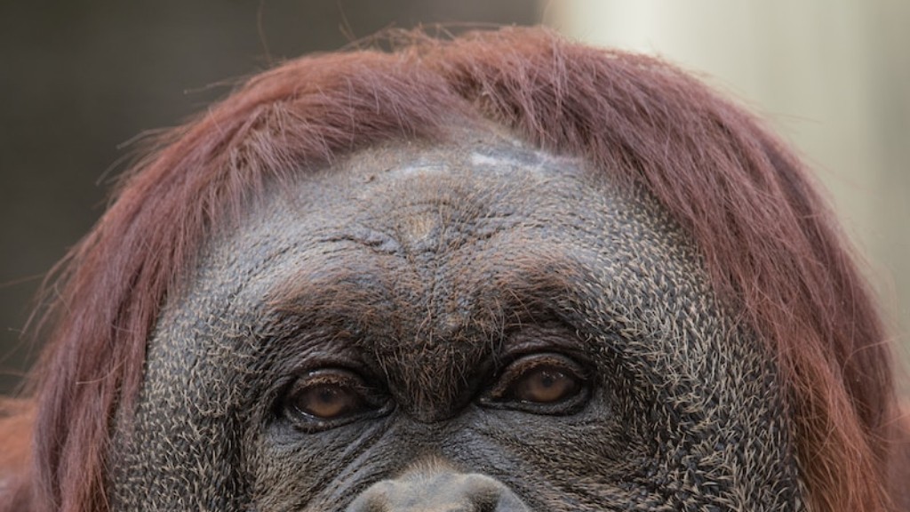 Paano Aalagaan ang Isang Alagang Orangutan