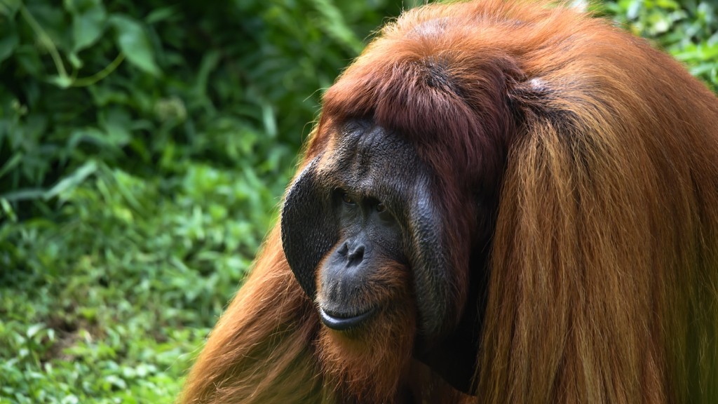 Sino ang Naghahambing ng Trump Sa Isang Orangutan