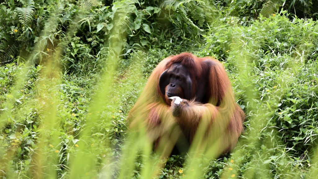 Anong Uri ng Orangutan ang Matatagpuan Sa Phoenix Zoo