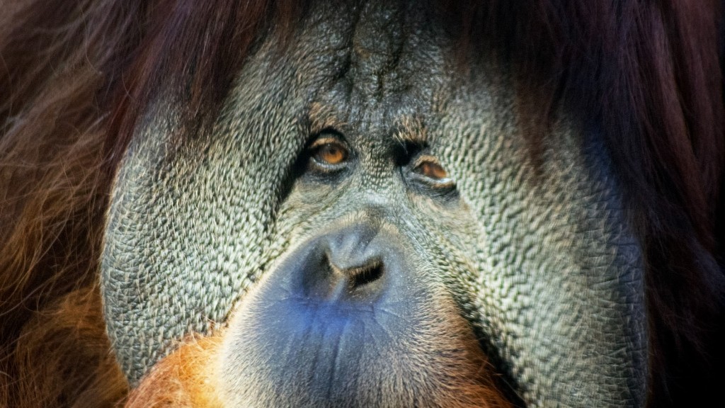 Anong Habitat ang Bornean Orangutan