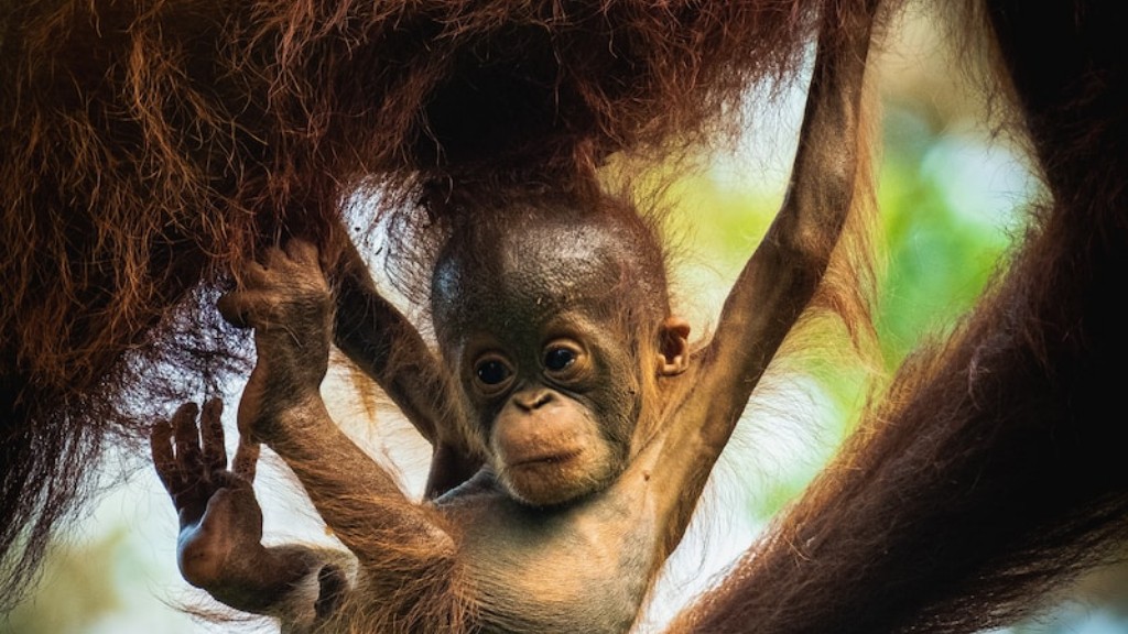 Ano ang Primate Tulad ng Isang Orangutan