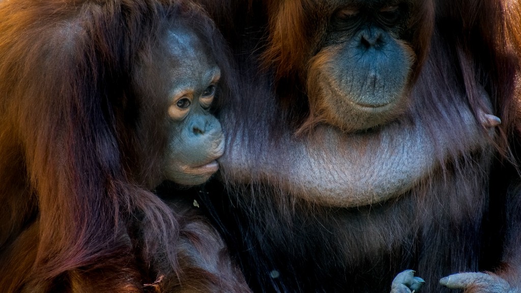 Ang Animal Planet ba ay nagsasabi ng Orangutan Pussy